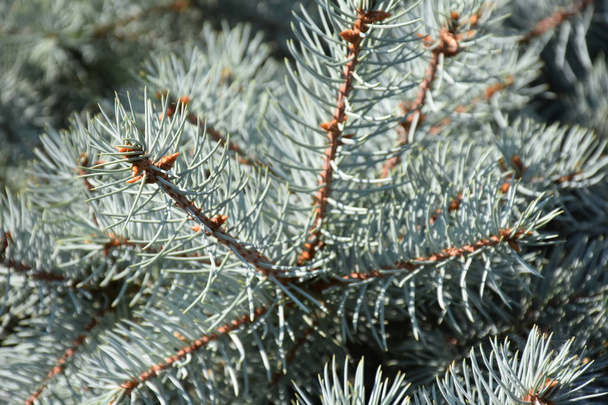 fir branches close up  - Photo, Image
