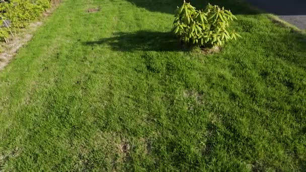 schöne Aussicht auf den Vorgarten des privaten Gartens. Grüner Rasenrasen mit Rhododendron- und Pfingstrosenblumen und jungen Sträuchern am Rand.  - Filmmaterial, Video