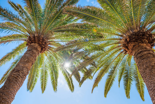 Palm trees on blue sky background  - Фото, зображення