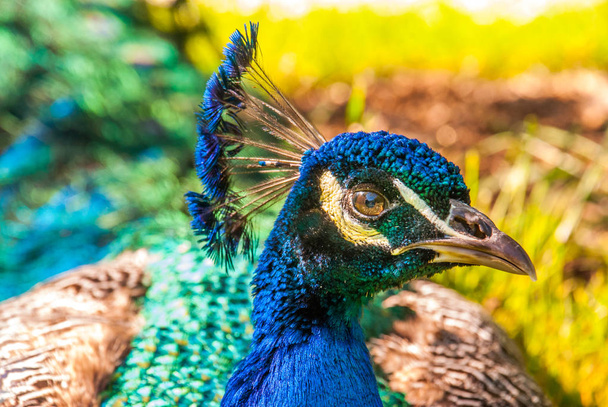 Close up view of The Indian peafowl or blue peafowl (Pavo crista - Foto, Imagen
