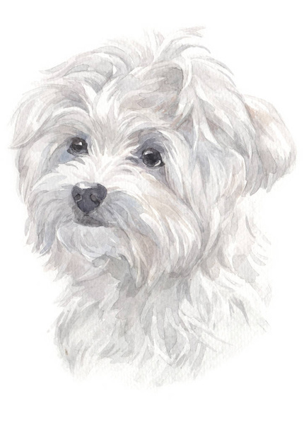 Water colour painting of Maltese 024 - Photo, Image