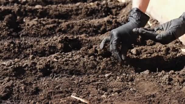 Sesadění semen do půdy - Záběry, video