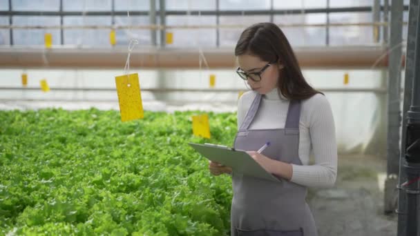 Growing green salads and vegetables in the greenhouse. Hydroponics is growing in a greenhouse. The gardener, the agriculturist writes data on the growth of plants. - Felvétel, videó