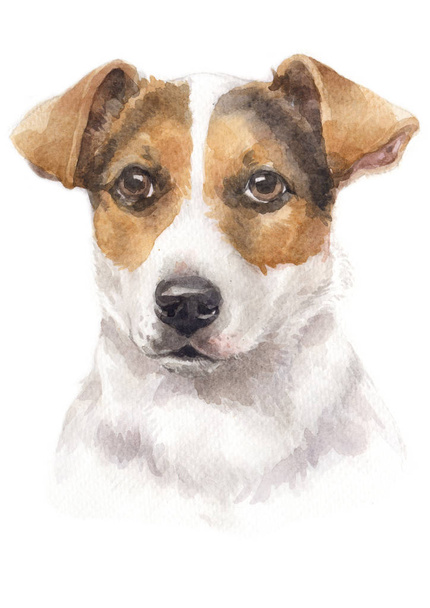 Pittura ad acquerello di Jack Russell Terrier 048
 - Foto, immagini