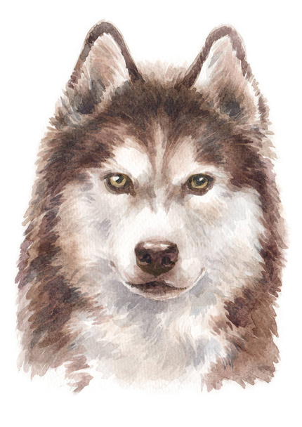 Water colour painting of Siberian Husky 051 - Photo, Image