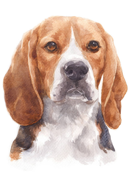 Pintura acuarela de un perro travieso llamado Beagle 058
 - Foto, Imagen