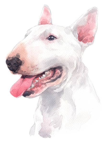Pintura acuarela, raza de perro blanco, Bull Terrier 059
 - Foto, Imagen
