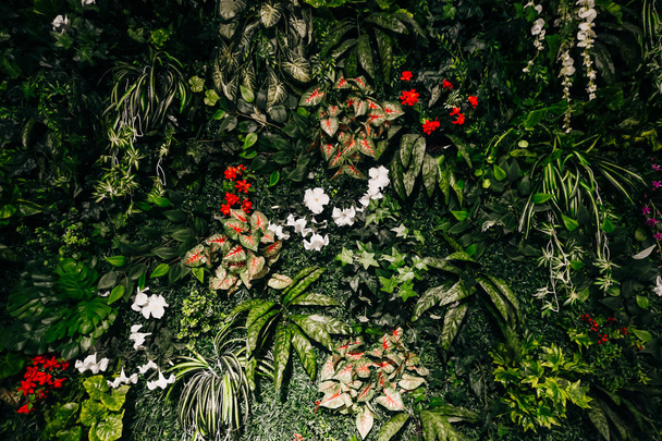 parete vegetale verde artificiale con foglie e cespuglio
 - Foto, immagini