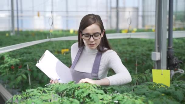 Woman agronomist examines green plants in greenhouse. She slowly moves along row with plants, carefully regards young seedlings of tomatoes and fixes information - Felvétel, videó
