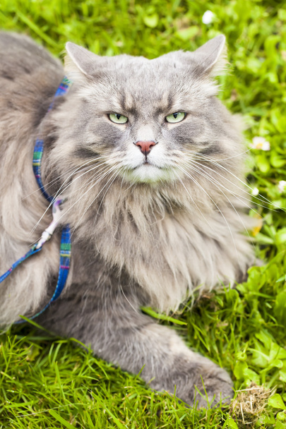 Gran gato gris con el pelo largo listo para atacar
 - Foto, imagen
