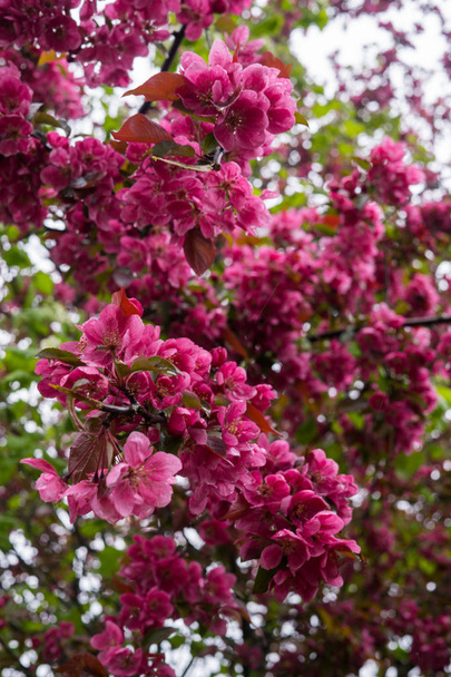 Beautiful pink flowers of dark cherry plum on a branch in spring. - 写真・画像