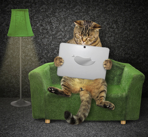 Cat with a laptop on a green couch - Fotoğraf, Görsel