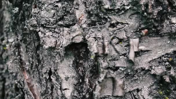 Bark of a tree close up, impressive beautiful bark of a tree. Camera slowly moving lengthwise the trunk. Vertical panoramic - Кадри, відео