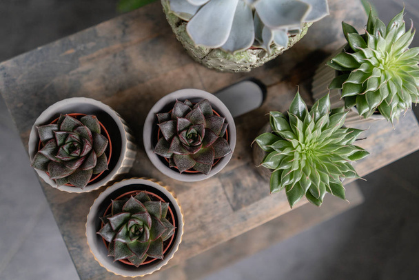 Kolekcja sukulentów w stylowych garnków ceramicznych na drewnianym stole. Minimalistyczne wnętrze domu z kompozycji kaktusów i sukulentów. Stylowa koncepcja ogrodu domowego. - Zdjęcie, obraz