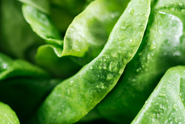 close up view of fresh wet green lettuce leaves  - Foto, Imagem