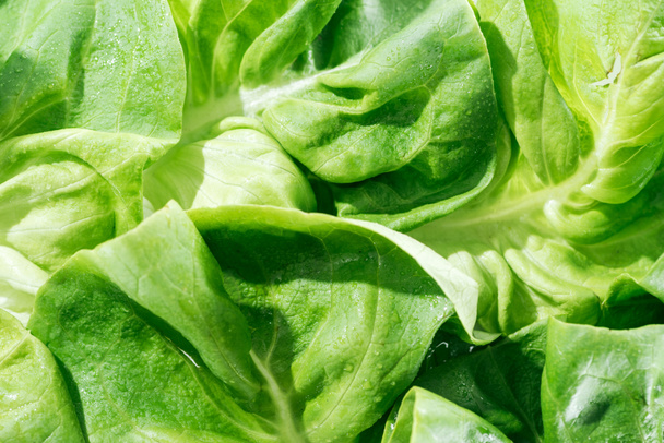 close up view of fresh organic wet green lettuce leaves with water drops - Fotoğraf, Görsel