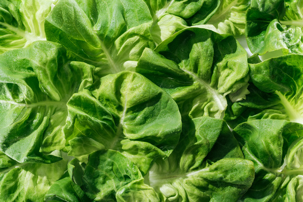 lähikuva tuoretta luonnon märkä vihreä salaatti lehdet vesipisaroita
 - Valokuva, kuva