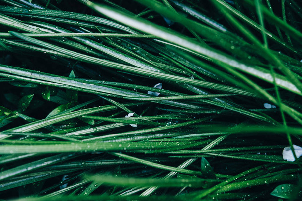 Grass top view minimalistic background - Foto, immagini