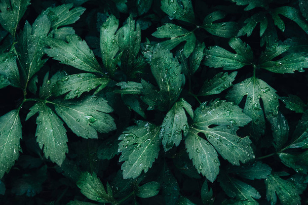 Bright green leaves top view minimalistic background - Фото, изображение