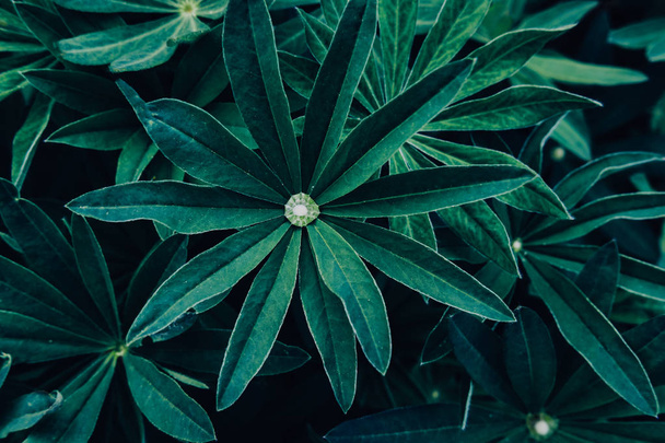 Bright green leaves top view minimalistic background - Фото, изображение