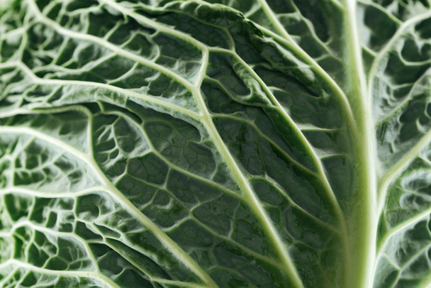 close up view of green fresh textured cabbage leaf - Φωτογραφία, εικόνα