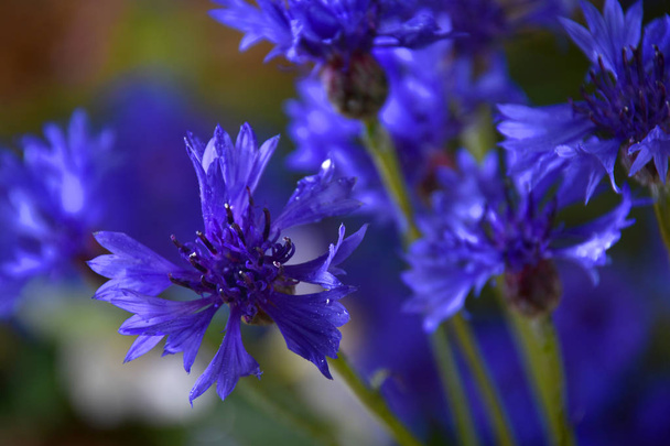 Bouquet of blue cornflower - Photo, Image