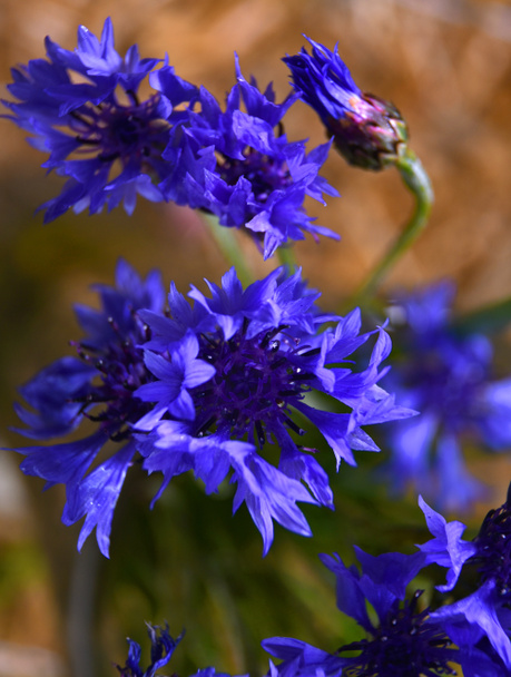 Strauß blauer Kornblumen - Foto, Bild