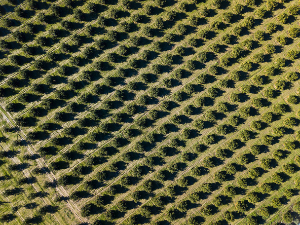 Aerial photo of an orange grove in spring - Fotó, kép