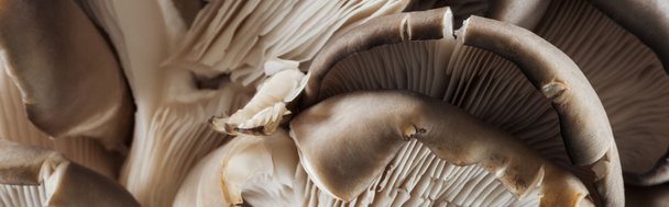 panoramic shot of textured white and brown mushrooms in stack - Photo, Image