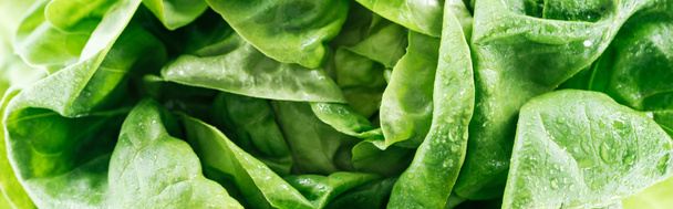 panoramic shot of green wet fresh organic lettuce leaves with drops - Photo, Image