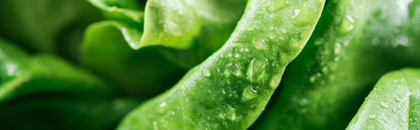 tiro panorâmico de folhas de alface orgânica fresca verde com gotas
 - Foto, Imagem