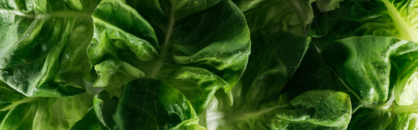 panoramic shot of green fresh wet lettuce leaves with water drops - Photo, Image