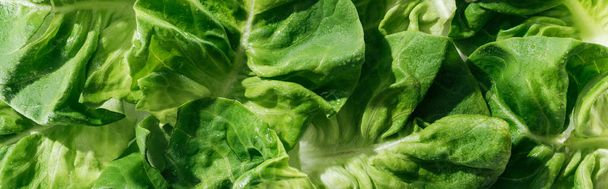 panoramic shot of green wet fresh organic lettuce leaves with water drops - Fotografie, Obrázek