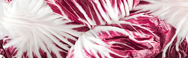 tiro panorâmico de repolho vermelho fresco folhas texturizadas
 - Foto, Imagem