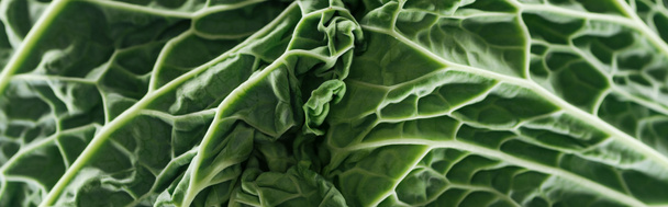 close up view of green fresh bright cabbage leaves, panoramic shot - 写真・画像