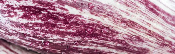 panoramic shot of fresh red cabbage textured leaf with drops - Foto, afbeelding