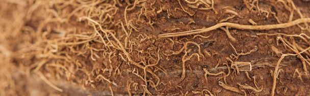 close up view of textured brown coconut peel, panoramic shot - Photo, Image