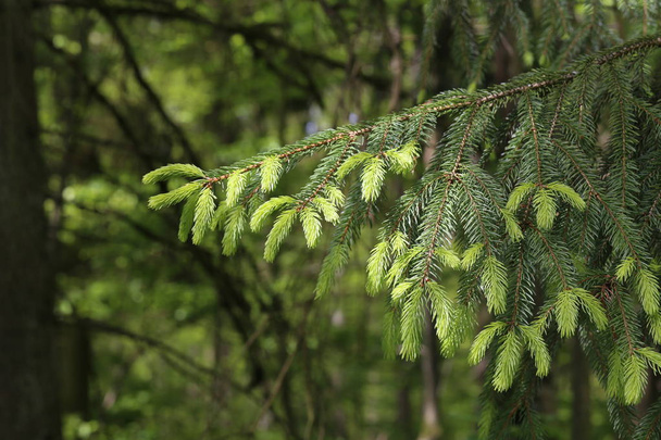 Čerstvé výhonky na smrkových větvích v lese - Fotografie, Obrázek