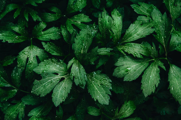 Bright green leaves top view minimalistic background - Foto, immagini