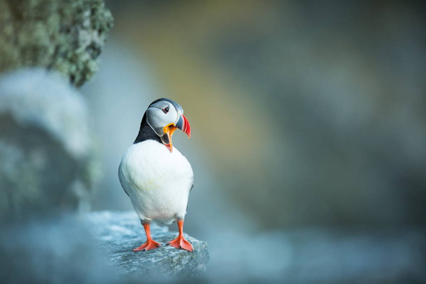 フラテキュラ北極ノルウェーの野生動物美しい絵だ鳥の命から自由な性質。ノルウェーのランデ島。ヨーロッパの北画像. - 写真・画像