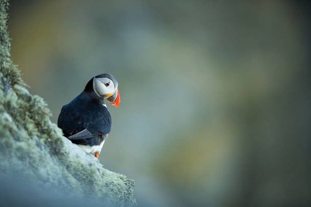 Fratercula Arctica szálláshelyén. Norvégia vadon élő állatok. Gyönyörű kép. Az élet a madarak. Szabad természet. Runde sziget Norvégia. Sandinavian vadon élő állatok. Észak-Európából. Kép. - Fotó, kép