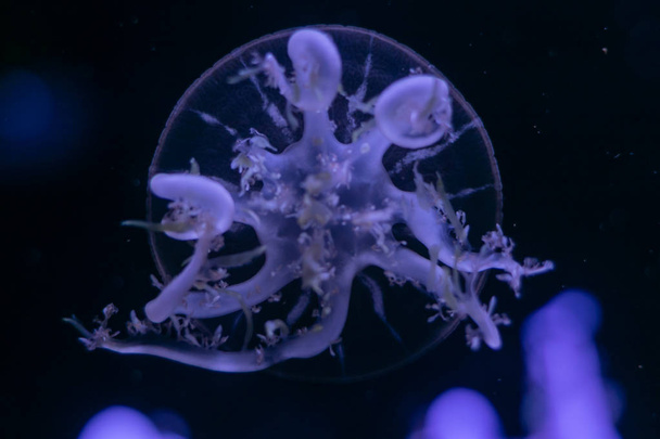 Close-up Jellyfish, Medusa in fish tank with neon light. Jellyfi - Photo, Image