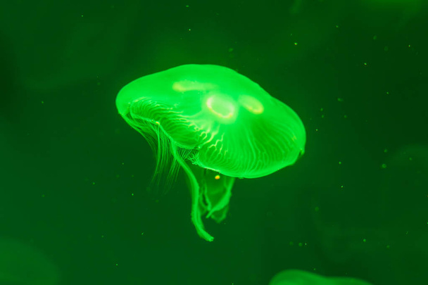 Close-up Jellyfish, Medusa in fish tank with neon light. Jellyfi - Zdjęcie, obraz