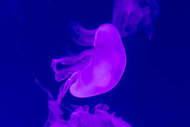 Close-up Jellyfish, Medusa in fish tank with neon light. Jellyfi - Foto, Bild