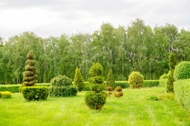 Prachtige tuin kunst decoratie op bloesem exotische bomen achtergrond in het Park. Topiary kunst landschap - Foto, afbeelding
