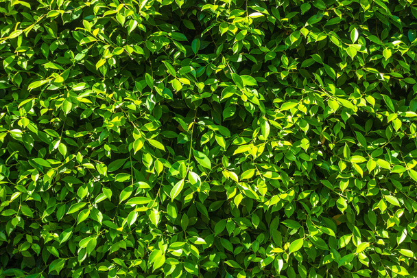 Grün Blätter natürliche Wand Hintergrund Textur. - Foto, Bild