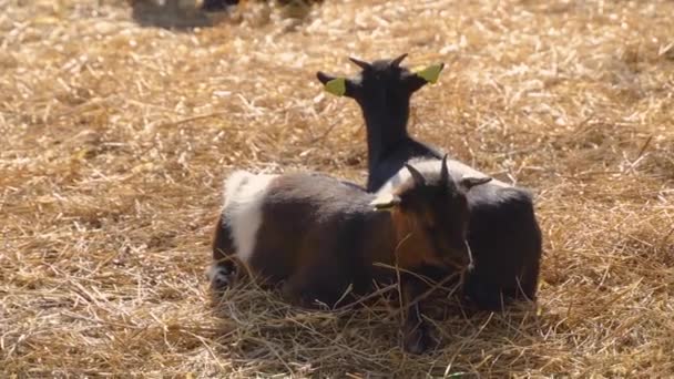 Bonita cabra branca juntando-se a outras cabras bebê em uma pequena sesta sesta ao sol, dormindo bonito, quente e difuso, juntamente com seus amigos de cabra bebê
. - Filmagem, Vídeo