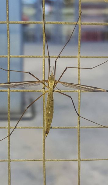 Mosca grúa, comúnmente confundida como mosquito peligroso
 - Foto, Imagen