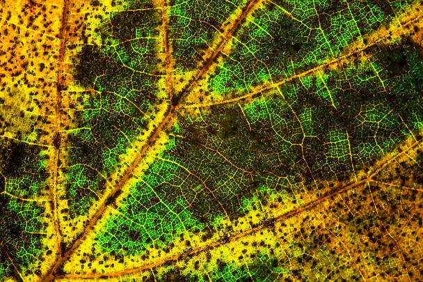 Detail of autumn leaf - Photo, Image
