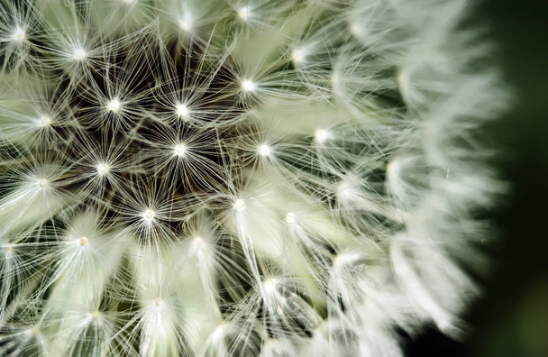 Detail of a dandelion Taraxacum Officinale seed head on green background - Photo, Image
